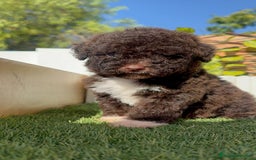 Perro de Agua Español perros en venta: PERRO DE AGUA ESPAÑOL HEMBRA - Imagen 18