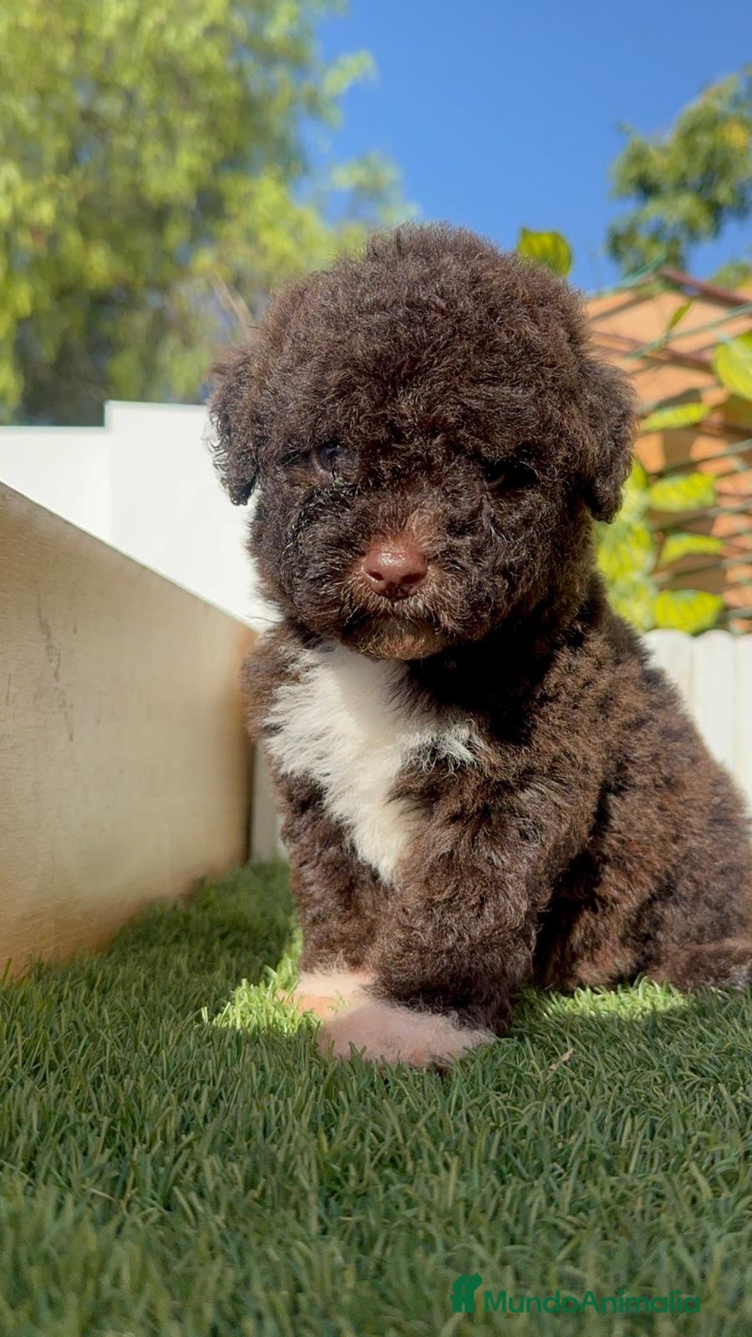 Perro de Agua Español perros en venta: PERRO DE AGUA ESPAÑOL HEMBRA - Imagen 18