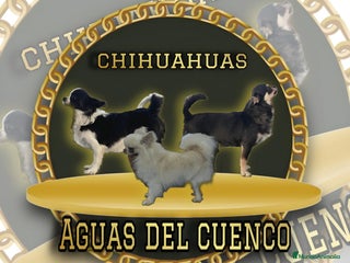 Chihuahua perros en Madrid - Anuncio 33