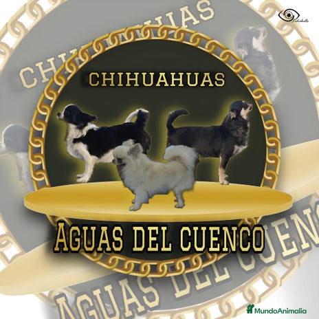 Chihuahua perros en Madrid - Anuncio 13
