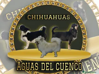 Chihuahua perros chihuahua - Anuncio 1