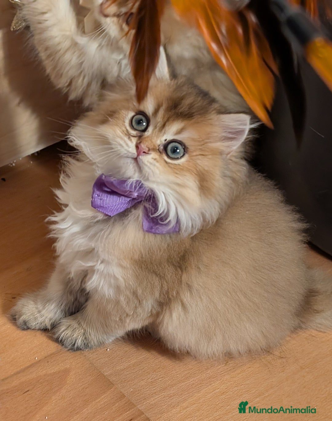 Británico de Pelo Largo gatos en venta:  2gatitos color exclusivo british golden longhair  - Anuncio 5