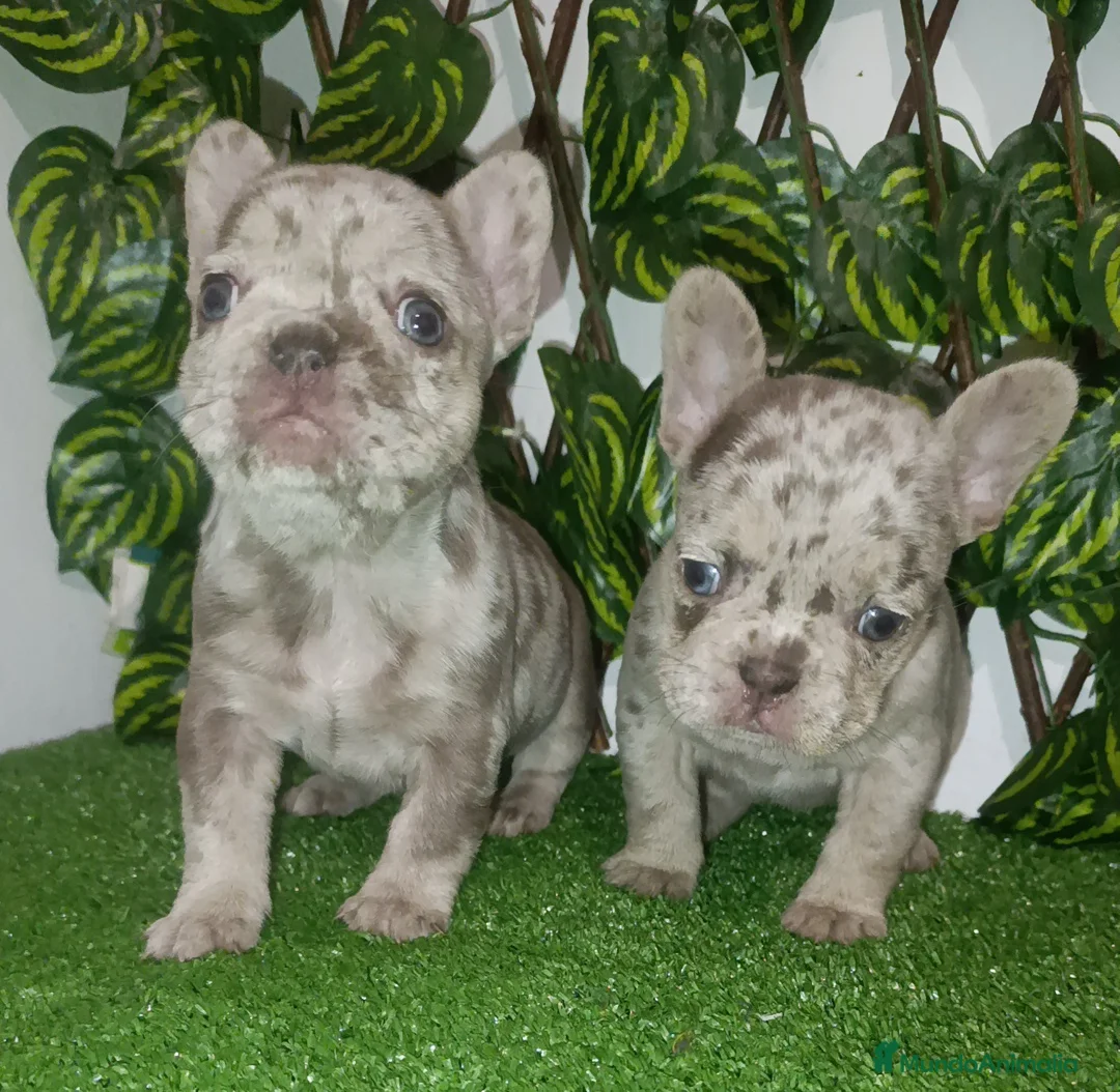 Bulldog Francés perros en venta: Bulldog francés isabellas  - Anuncio 3