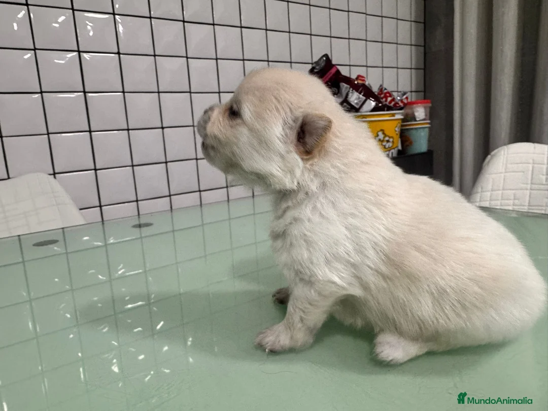 Pomerania perros en venta: Pomerania toy macho crema blanco  - Anuncio 9