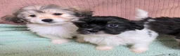 Bichón Habanero perros en venta: Machitos de bichon habanero - Anuncio 14