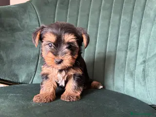 Yorkshire Terrier perros yorkshire - Anuncio 1
