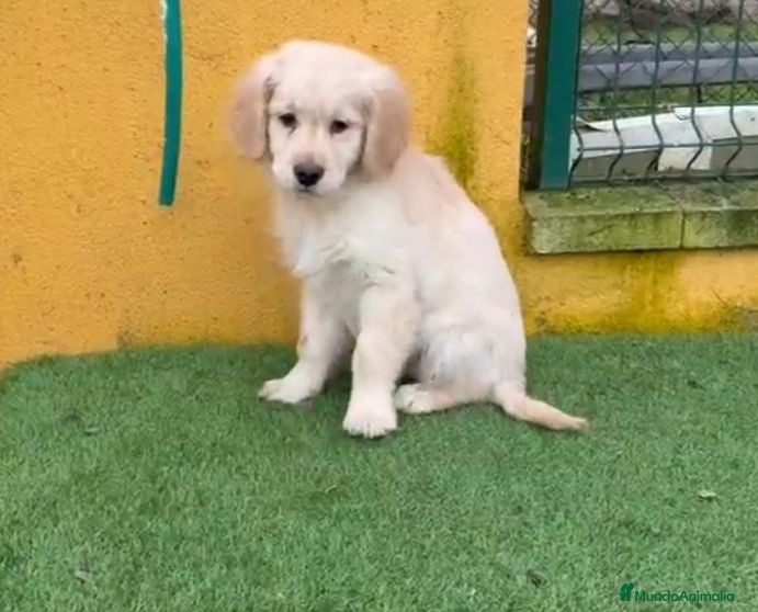 Golden Retriever perros Cachorros de Golden Retriever  - Anuncio 1