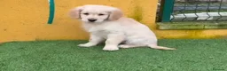 Golden Retriever perros en venta: Cachorros de Golden Retriever  - Anuncio 1