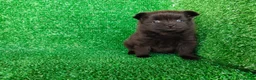 Pomerania perros en venta: pomerania - Anuncio 2