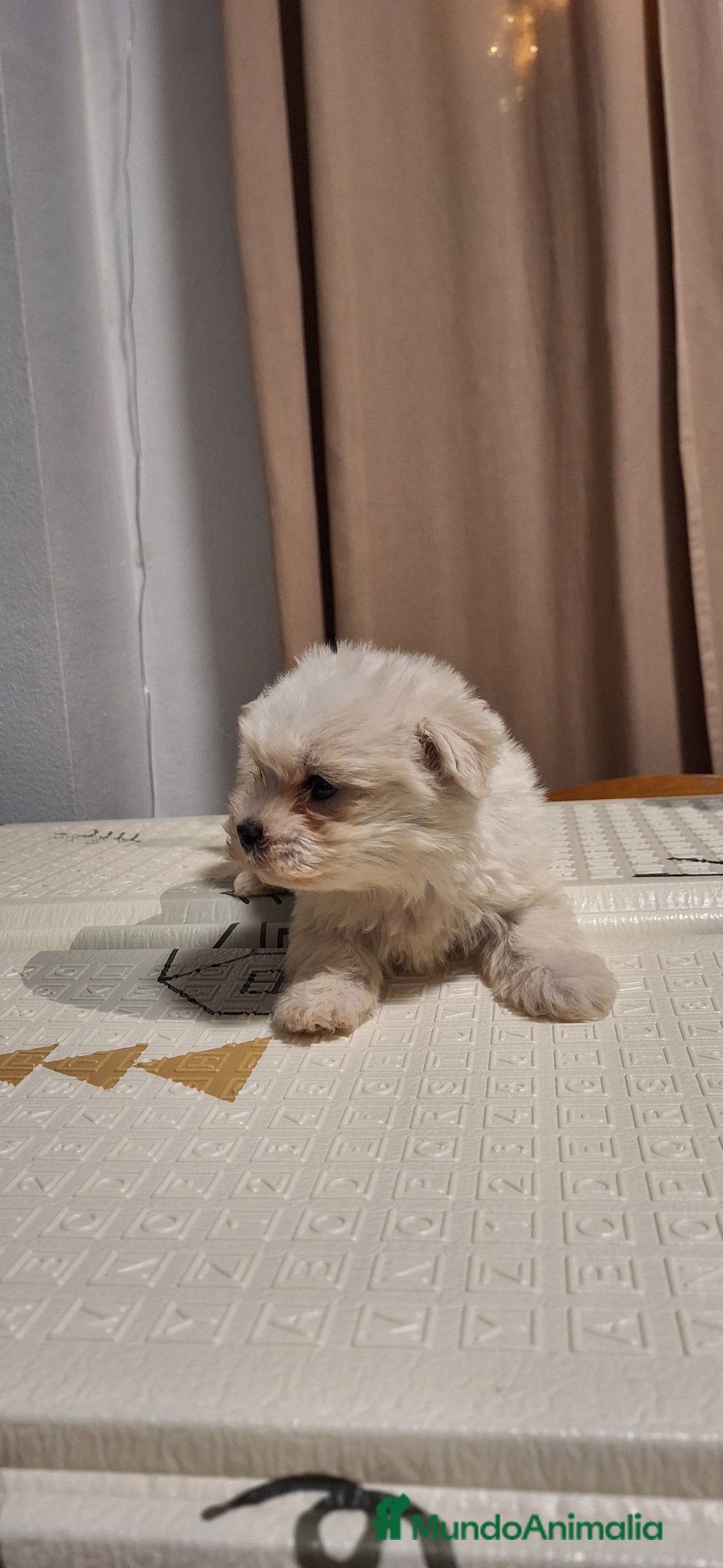 Bichón Maltés perros en venta: Bichón maltés  - Anuncio 3