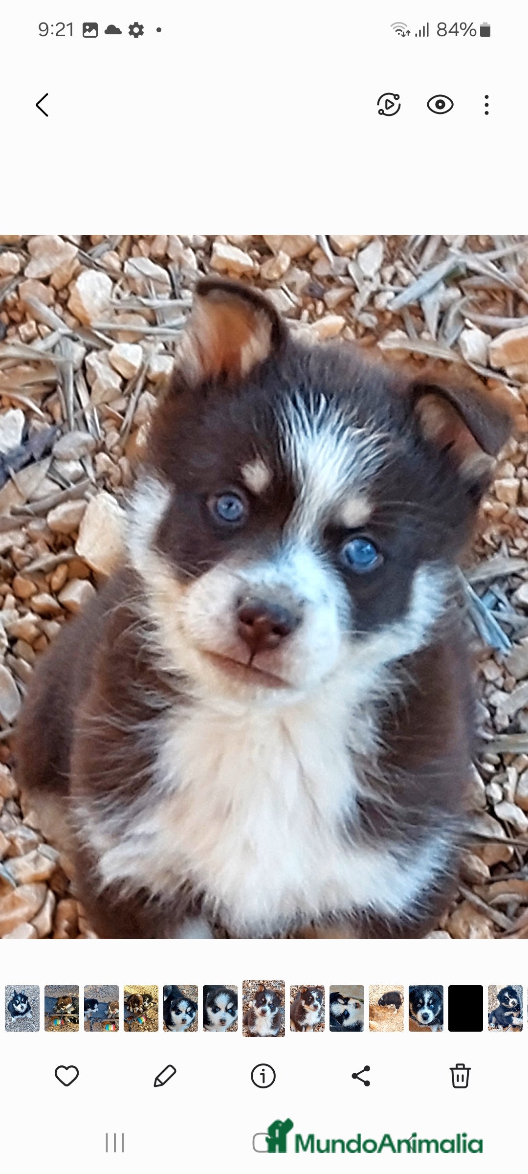 Pomsky perros en venta: 3 machitos de pomsky - Anuncio 4
