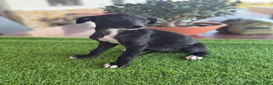 Galgo Español 6
