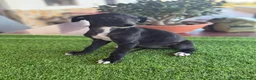 Galgo Español perros en venta: GALGOS ESPAÑOLES - Anuncio 9