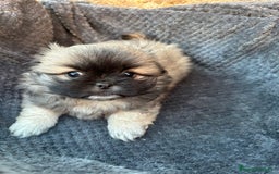 Shih Tzu perros en venta: SHIH TZU  - Imagen 2