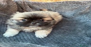 Shih Tzu perros - Anuncio 16