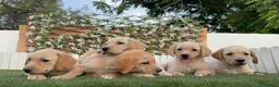 Labrador Retriever perros en venta: LABRADOR RETRIEVER - Anuncio 9