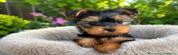 Yorkshire Terrier perros en venta: 🌸🐶💕 YORKSHIRE: UNA DULZURA QUE ENAMORA 💕🐶🌸 - Anuncio 1