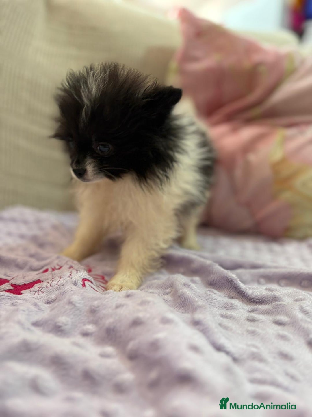 Pomerania perros en venta: Poo pomerania MICRO TOY  - Imagen 9