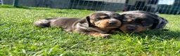 Teckel Miniatura perros en venta: Preciosos Teckel miniatura machos arlequín plata - Anuncio 4