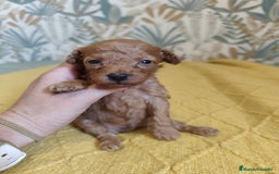 Caniche Toy perros en venta: Caniches  en Segovia - Imagen 5