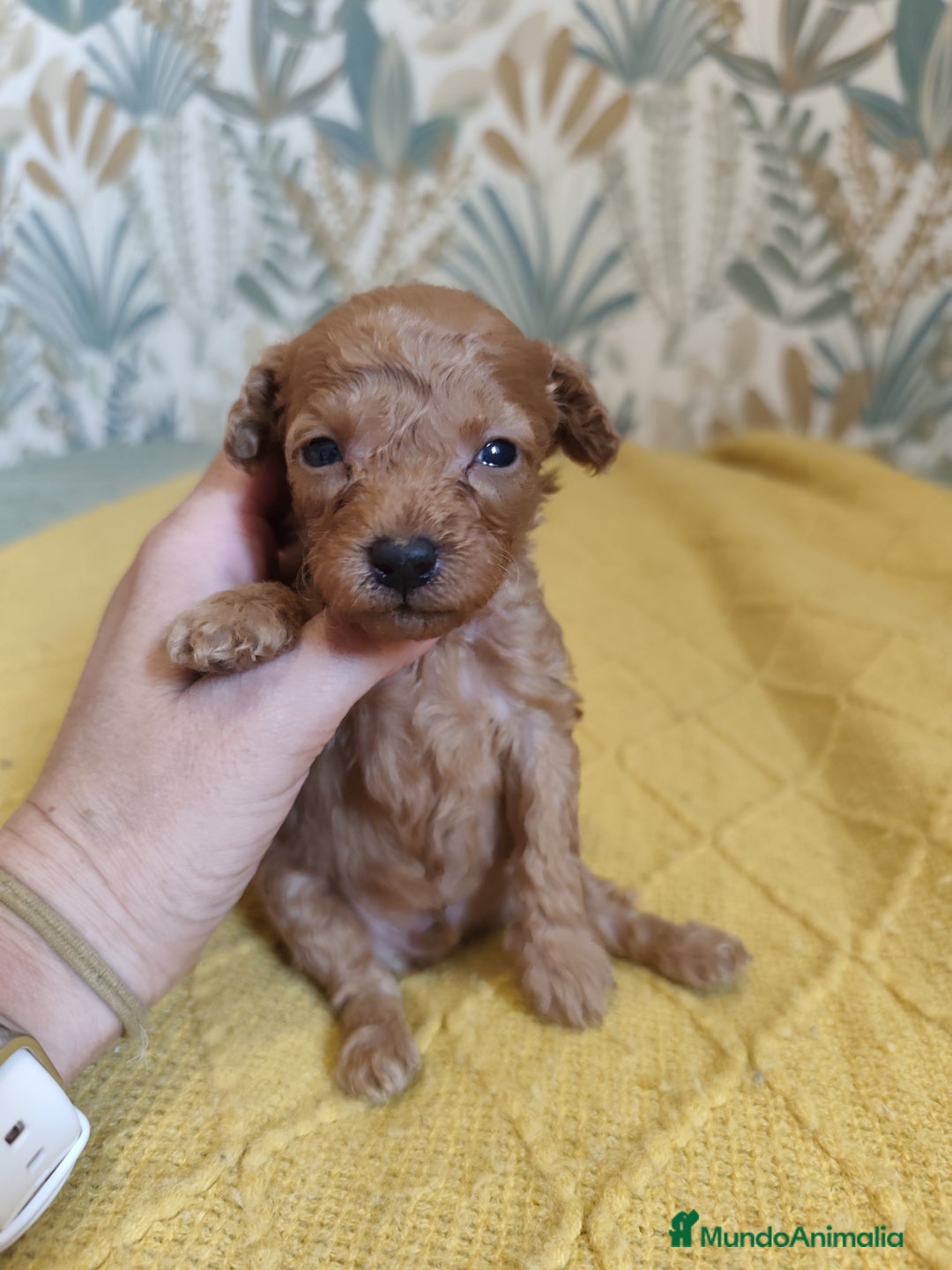 Caniche Toy perros en venta: Caniches  en Segovia - Imagen 5