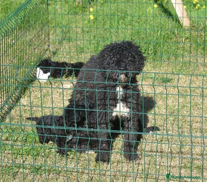 Perro de Agua Español perros CACHORRO PERRO DE AGUA ESPAÑOL  - Anuncio 1