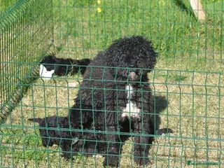 Perro de Agua Español perros CACHORRO PERRO DE AGUA ESPAÑOL - Anuncio 1