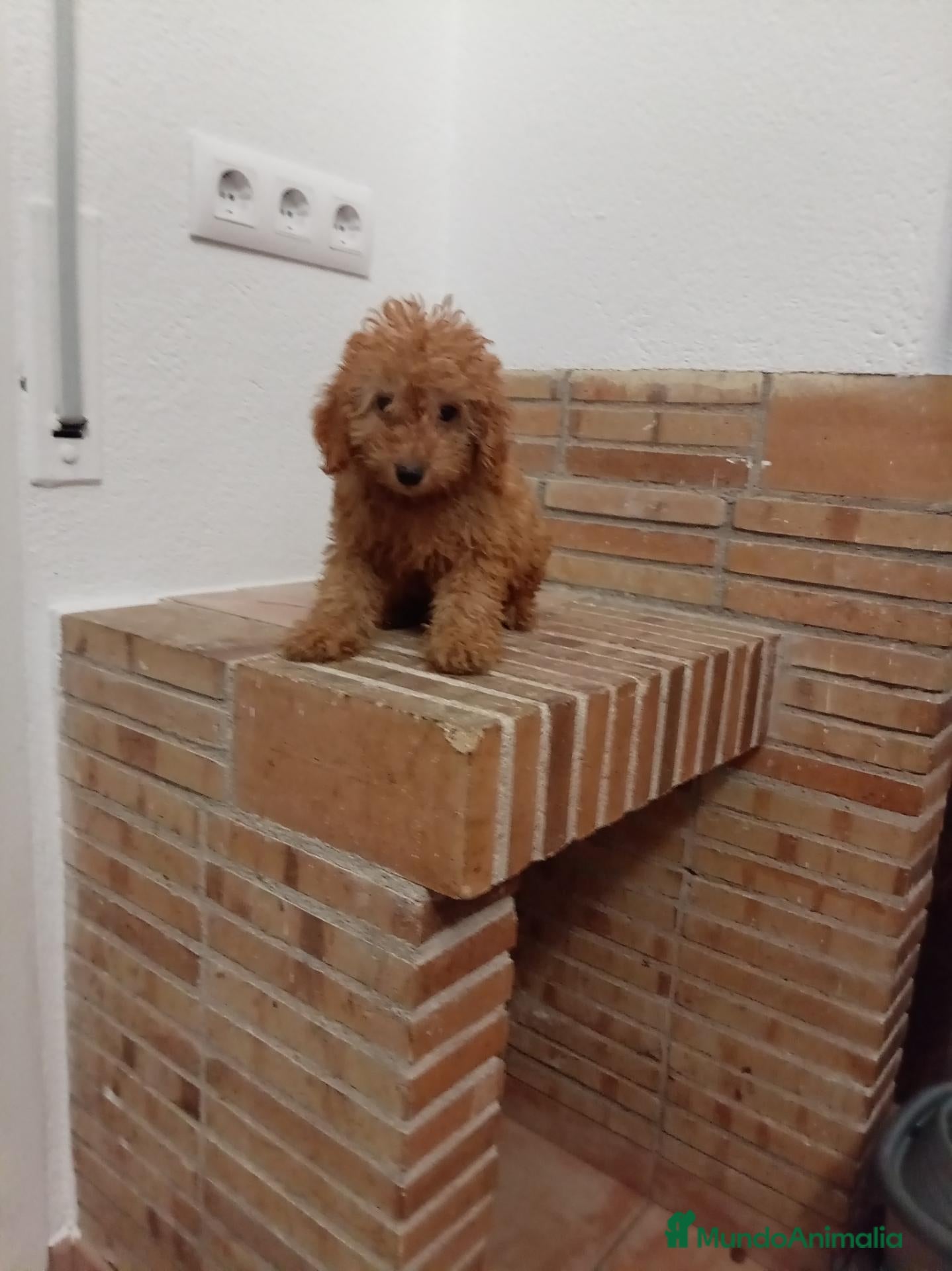 Caniche Toy perros Caniche - Anuncio 1