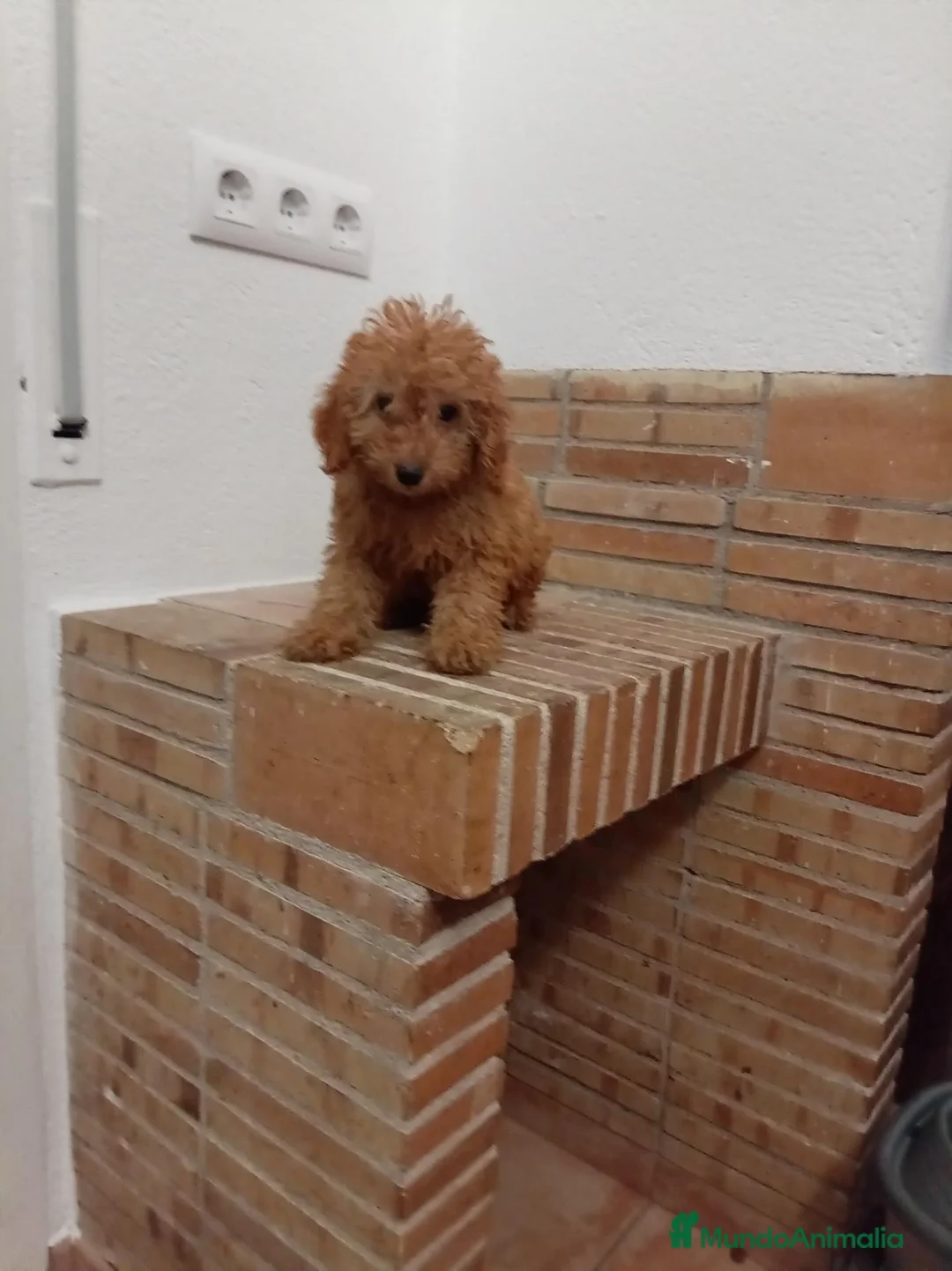 Caniche Toy perros en venta: Caniche - Anuncio 1
