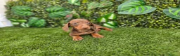 Teckel Miniatura perros en venta: TECKEL KANNINCHEN CHOCOLATE - Anuncio 4