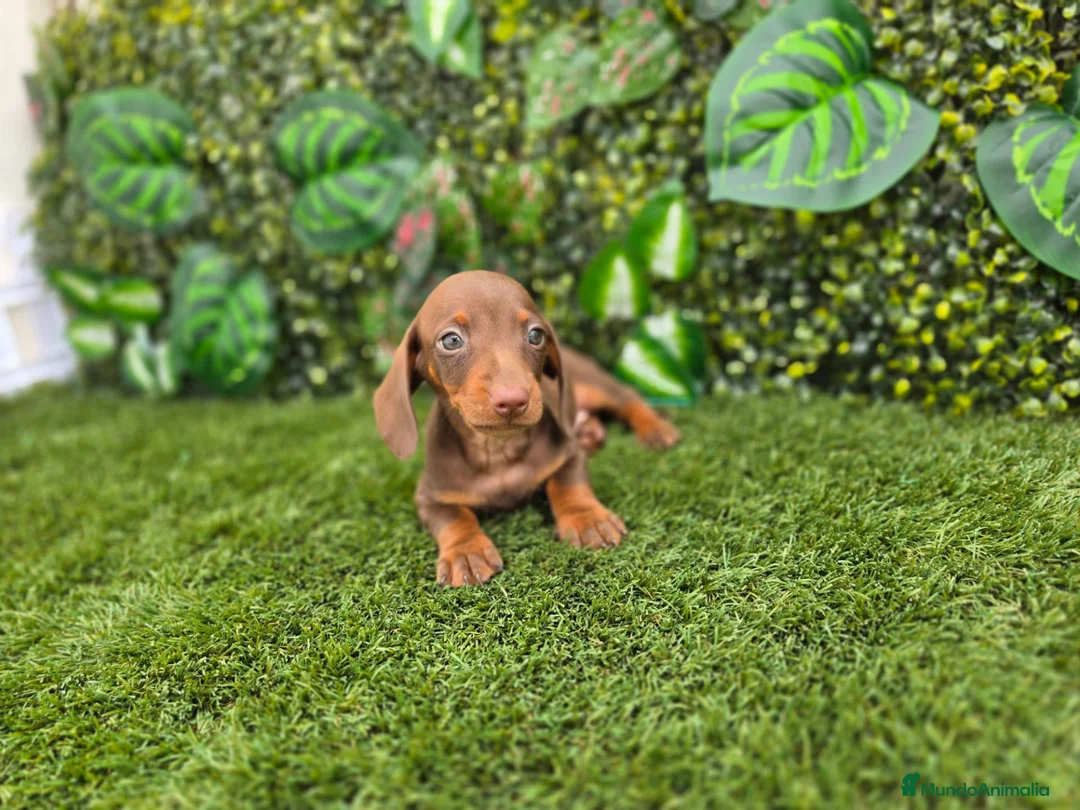 Teckel Miniatura perros en venta: TECKEL KANNINCHEN CHOCOLATE - Anuncio 4