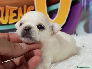 Chihuahua perros - Anuncio 35