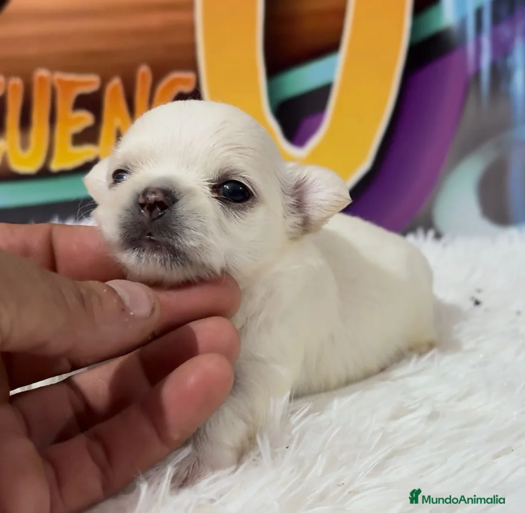 Chihuahua perros en venta: Chihuahua - Anuncio 1