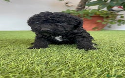 Perro de Agua Español perros en venta: PERRO DE AGUA ESPAÑOL HEMBRA - Imagen 24