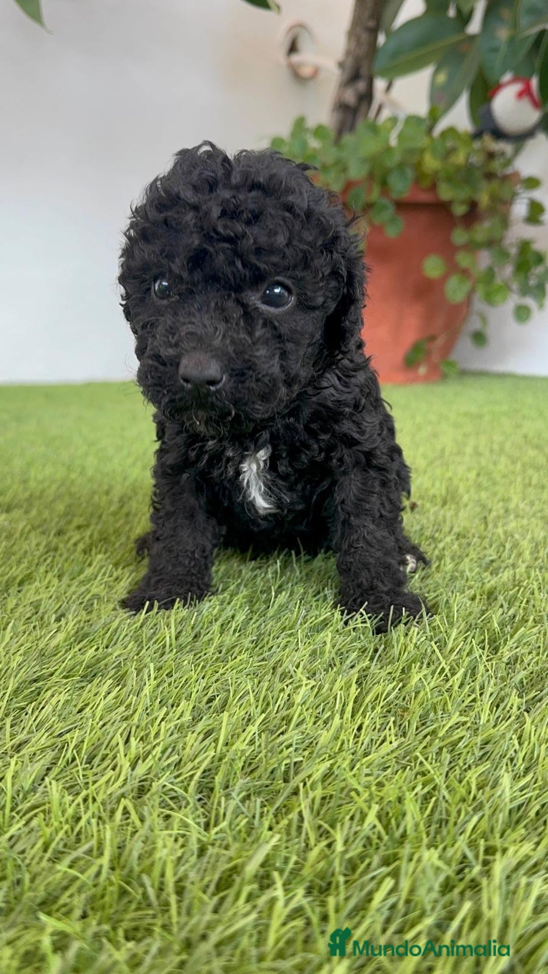 Perro de Agua Español perros en venta: PERRO DE AGUA ESPAÑOL HEMBRA - Imagen 24