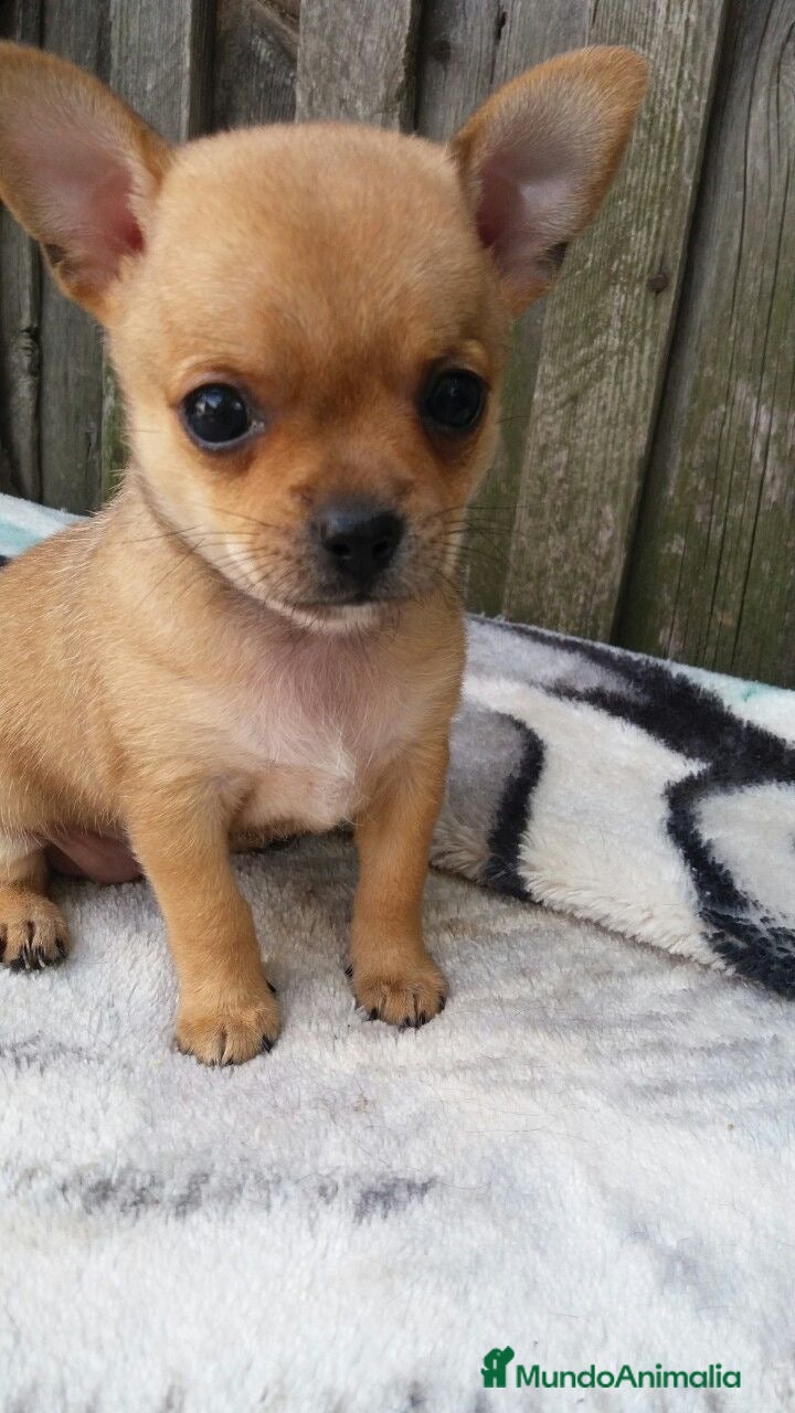 Chihuahua perros CHIHUAHAS PRECIOSOS  - Anuncio 3