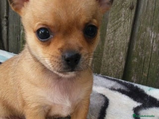 Chihuahua perros CHIHUAHAS PRECIOSOS - Anuncio 3