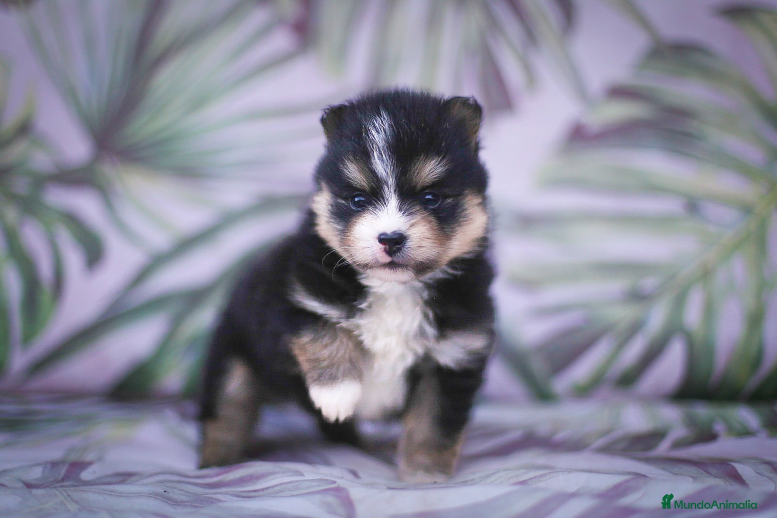 Pomsky perros Pomsky F3 - Anuncio 1