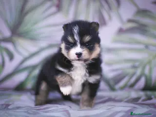 Pomsky perros Pomsky F3 - Anuncio 1