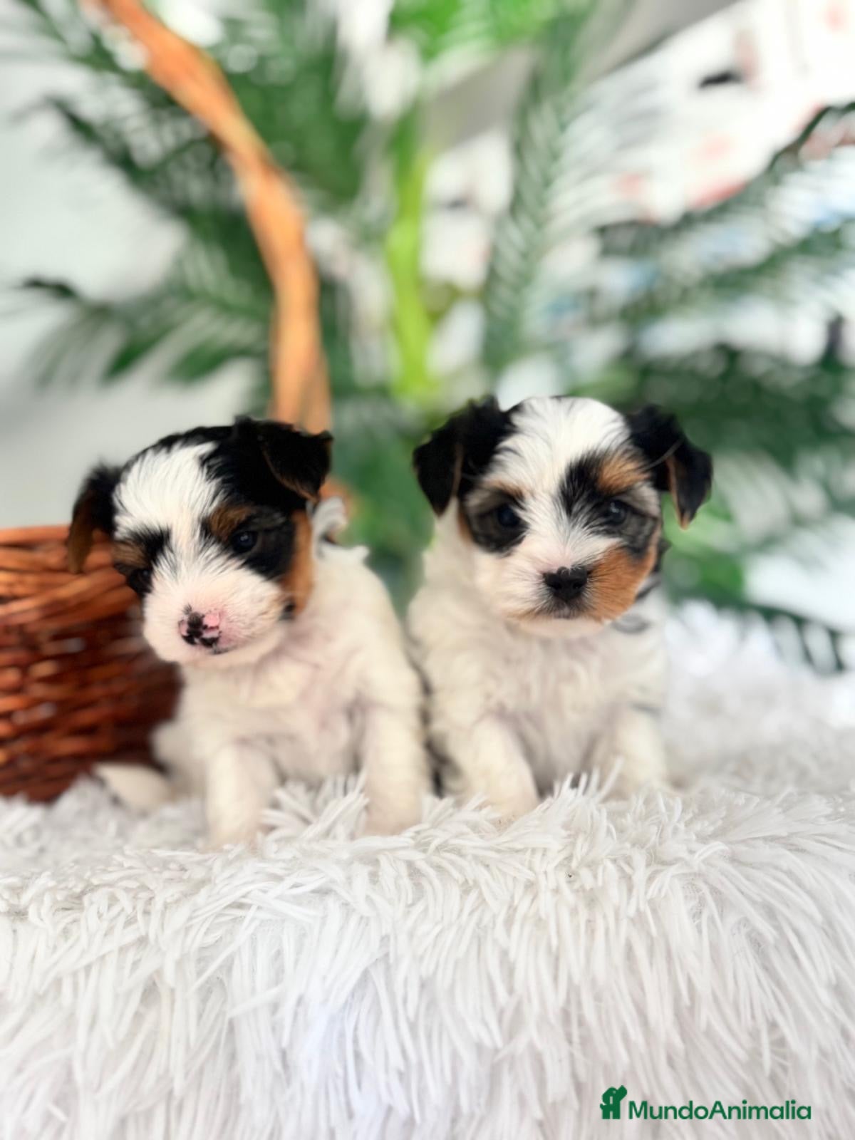 Yorkshire Terrier perros YORKSHIRE BIEWER - Anuncio 2