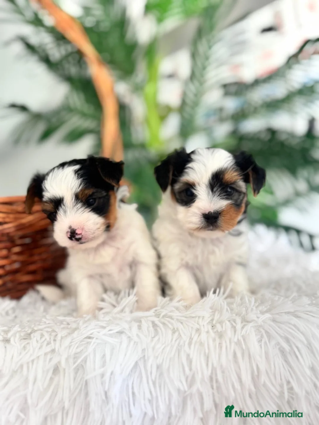 Yorkshire Terrier perros en venta: YORKSHIRE BIEWER - Anuncio 1