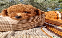 Caniche Toy perros en venta: CANICHES ROJOS EXCLUSIVOS  - Anuncio 8