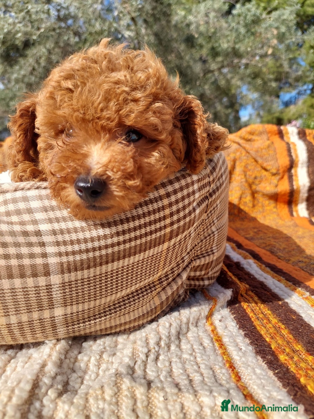 Caniche Toy perros en venta: CANICHES ROJOS EXCLUSIVOS  - Anuncio 8