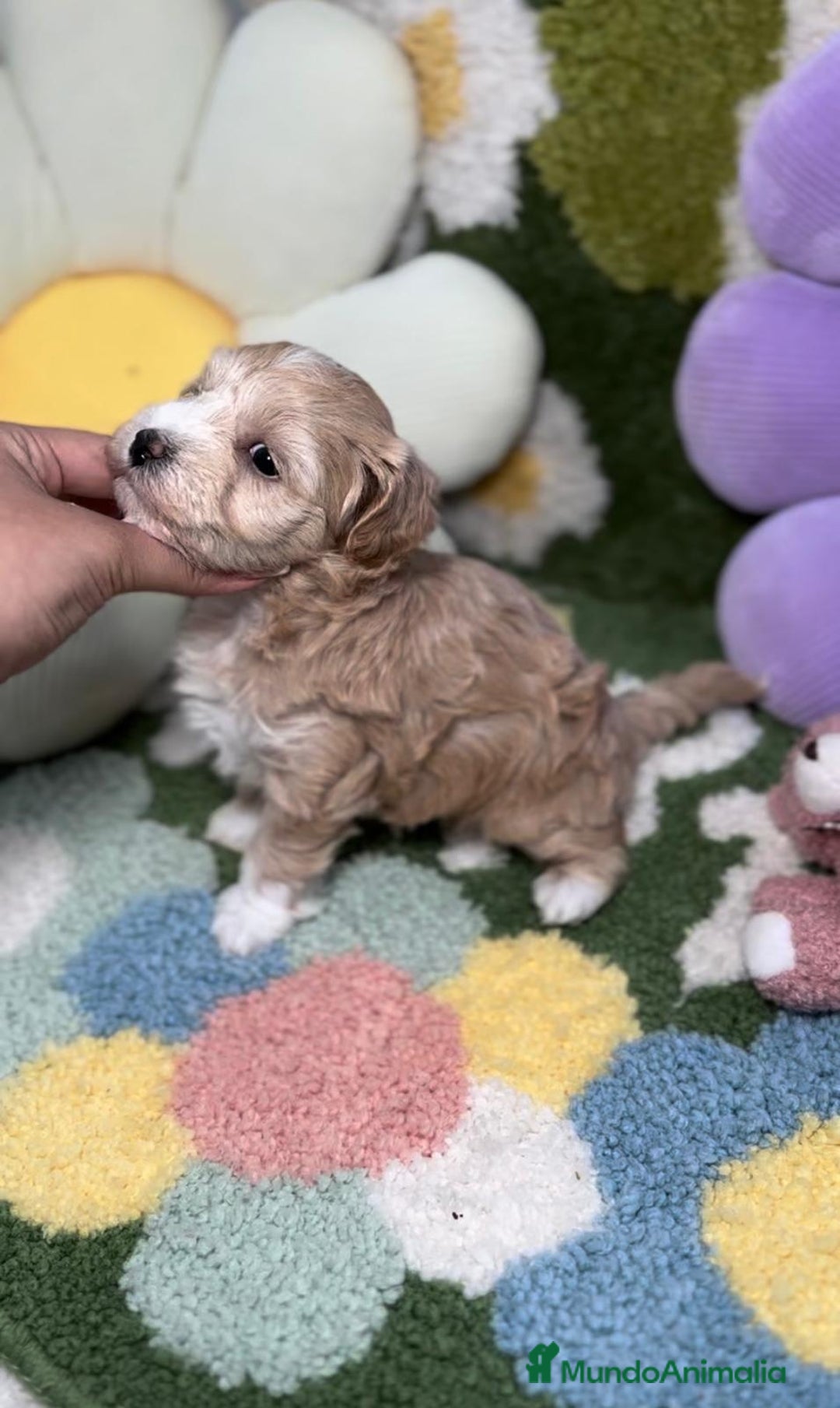 Maltipoo perros en venta: Maltipoo Mini Toy en Madrid - Imagen 2