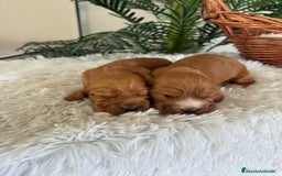 Cocker Spaniel Inglés perros en venta: COCKER SPANIEL INGLES - Anuncio 3