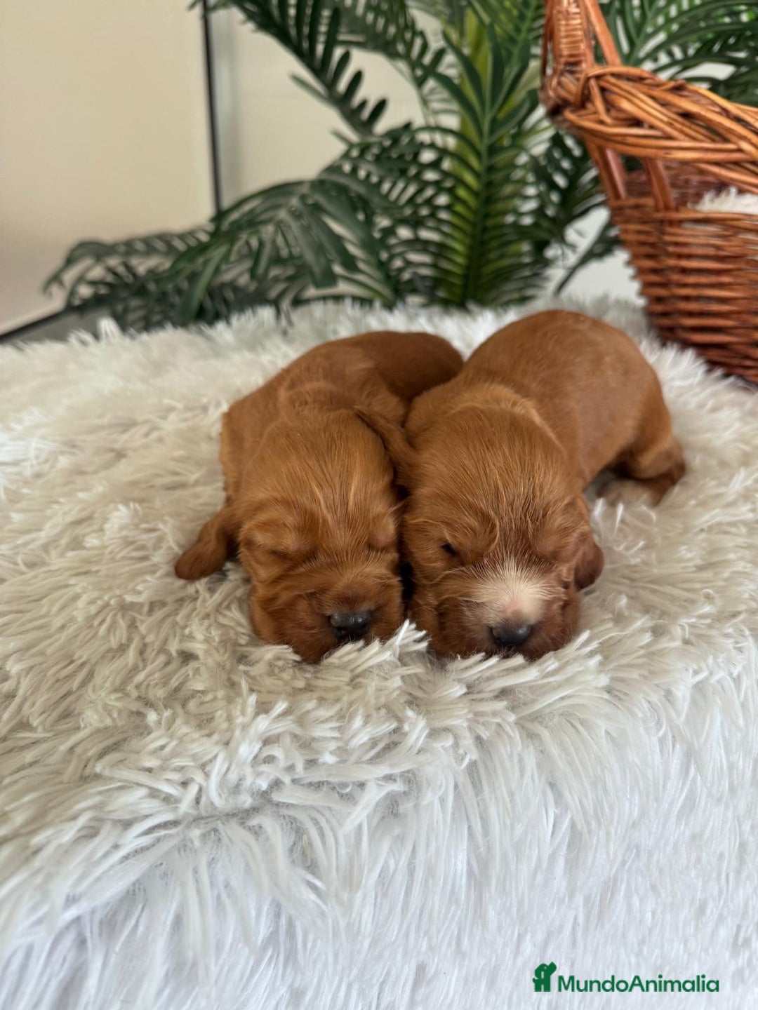 Cocker Spaniel Inglés perros en venta: COCKER SPANIEL INGLES - Anuncio 3