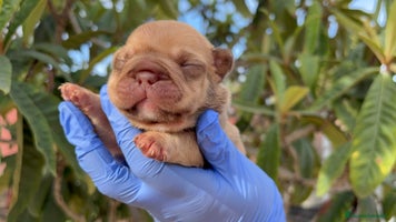 Bulldog Francés perros - Anuncio 9