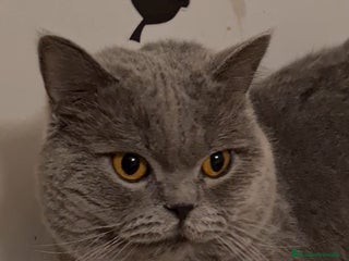 Británico de Pelo Corto gatos Brithis preciosos varias camadas - Anuncio 1