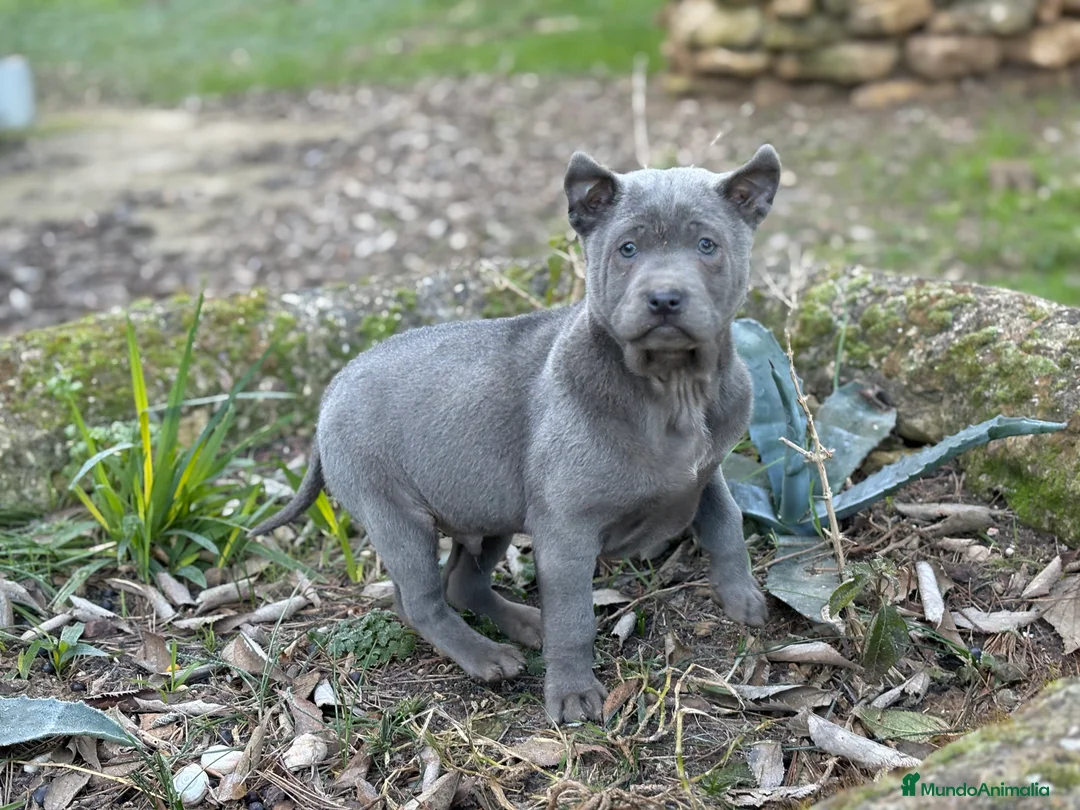 Thai Ridgeback Dog perros en venta: 🐕🐾🐾 Thai Ridgeback Dog - Exclusividad Absoluta! - Anuncio 6