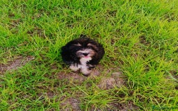 Maltipoo perros en venta: Maltipoo precio real  - Imagen 5